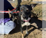 Small #2 Labrador Retriever Mix