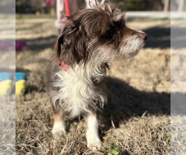 Medium Photo #2 Mutt Puppy For Sale in Yardley, PA, USA