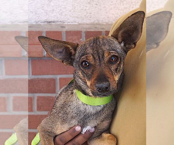 Medium Photo #1 Chihuahua Puppy For Sale in Carrollton, TX, USA