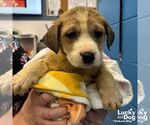 Small #1 Retriever  Mix