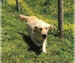 Small Photo #1 Golden Retriever Puppy For Sale in AUSTIN, KY, USA