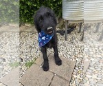 Image preview for Ad Listing. Nickname: Zoe