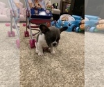 Small Photo #13 French Bulldog Puppy For Sale in HIGHLAND VILLAGE, TX, USA
