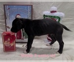 Small Photo #15 Great Dane Puppy For Sale in IUKA, IL, USA