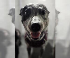 Mutt Dogs for adoption in San Antonio, TX, USA