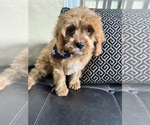 Small #3 Cavapoo
