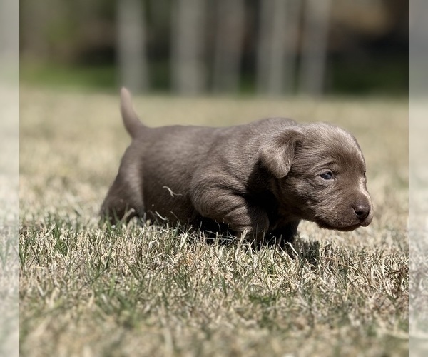 Medium Photo #3 Labrador Retriever Puppy For Sale in CLINTON, SC, USA