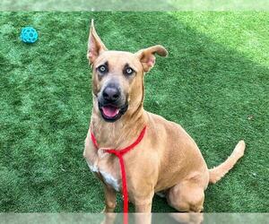 German Shepherd Dog Dogs for adoption in Orange, CA, USA