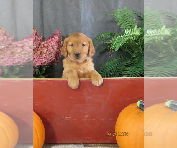 Medium Photo #5 Golden Retriever Puppy For Sale in THORP, WI, USA