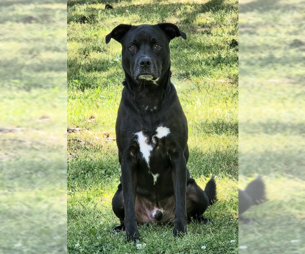 Medium Photo #1 Labrador Retriever-Unknown Mix Puppy For Sale in Genesee, WI, USA
