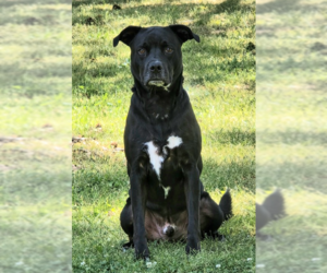 Labrador Retriever-Unknown Mix Dogs for adoption in Genesee, WI, USA