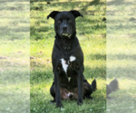 Small Labrador Retriever Mix