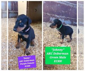 Doberman Pinscher Puppy for sale in SAXE, VA, USA