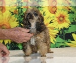 Marbles - Male Poodle (Toy) Puppy for Sale - Photo #4