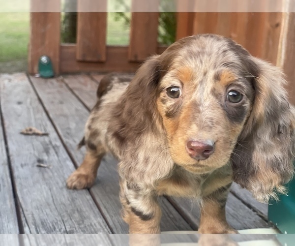 Medium Photo #16 Dachshund Puppy For Sale in KILN, MS, USA