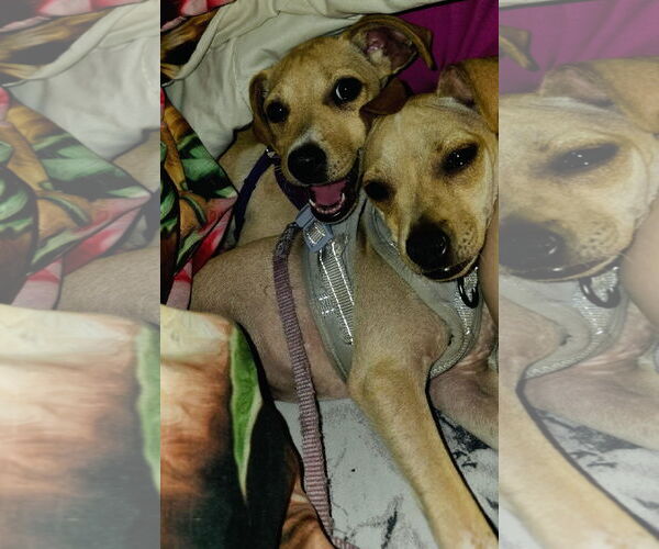 Medium Photo #13 Jack Chi Puppy For Sale in Princeton, MN, USA