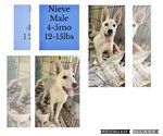 Small Photo #12 Siberian Husky-Unknown Mix Puppy For Sale in Virginia Beach, VA, USA