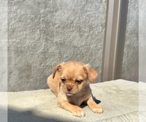 Shih Tzu Puppy for sale in WEBSTER, FL, USA