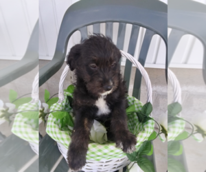 Australian Cattle Dog-Poodle (Toy) Mix Puppy for sale in KALAMAZOO, MI, USA