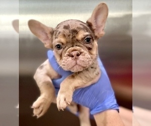 Medium French Bulldog