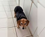 Small #9 Beagle