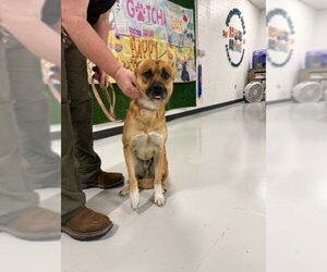 German Shepherd Dog-Unknown Mix Dogs for adoption in Temple, TX, USA