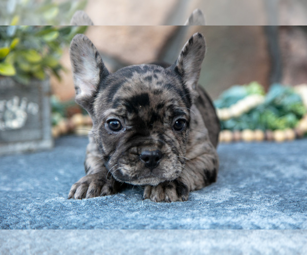 Medium Photo #2 French Bulldog Puppy For Sale in MILLERSBURG, OH, USA