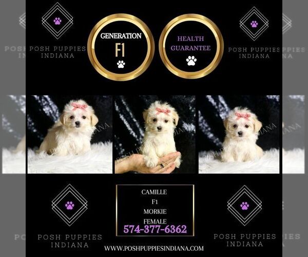 Medium Photo #33 Morkie Puppy For Sale in WARSAW, IN, USA