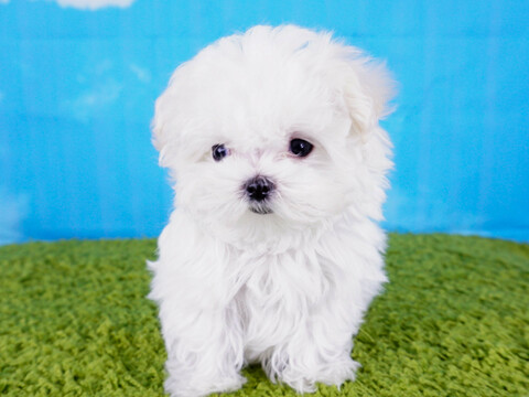 Medium Photo #1 Maltese Puppy For Sale in LA MIRADA, CA, USA