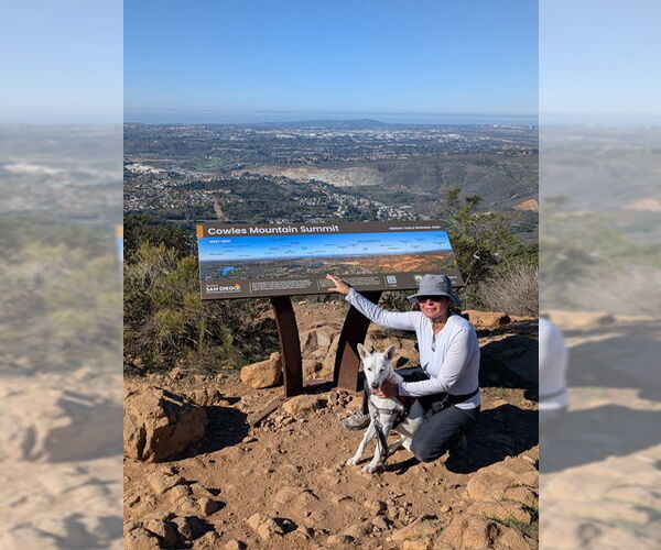 Medium Photo #4 Mutt Puppy For Sale in San Diego, CA, USA