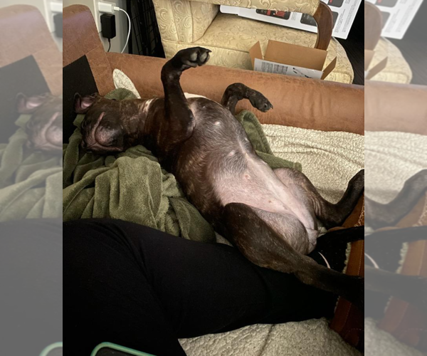 Medium Photo #6 Staffordshire Bull Terrier-Unknown Mix Puppy For Sale in Holly Springs, NC, USA