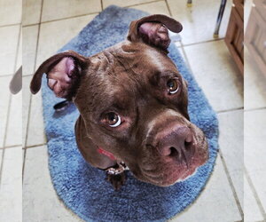 Mutt Dogs for adoption in Fargo, ND, USA