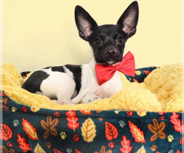 Medium Photo #1 Chihuahua-Unknown Mix Puppy For Sale in Phoenix, AZ, USA