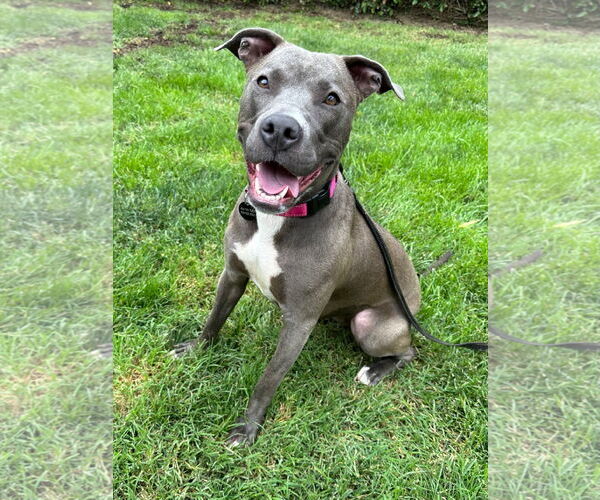 Medium Photo #8 American Pit Bull Terrier-Unknown Mix Puppy For Sale in Redlands, CA, USA