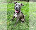 Small #7 American Pit Bull Terrier Mix