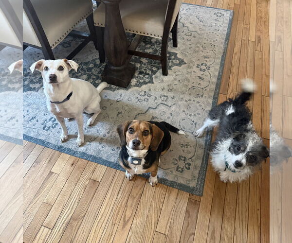 Medium Photo #8 Jack Russell Terrier-Unknown Mix Puppy For Sale in Arlington, VA, USA