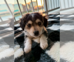 Puppy Mr Swiggles Chihuahua-Siberian Husky Mix
