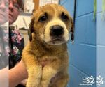 Small Retriever  Mix