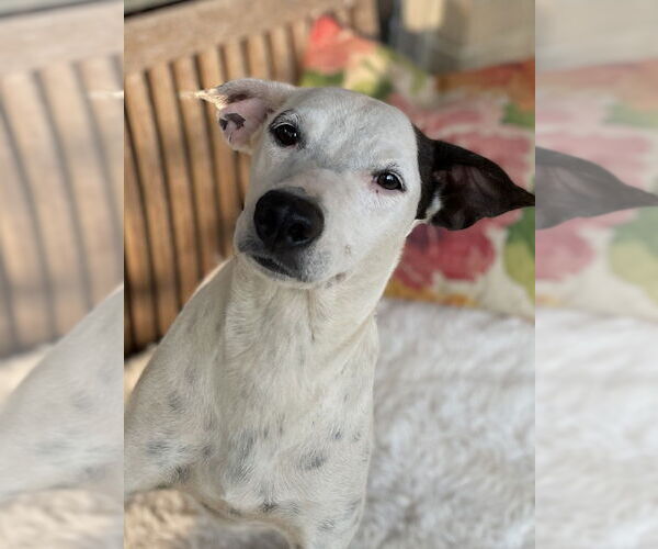 Medium Photo #4 Mutt Puppy For Sale in Conway, AR, USA