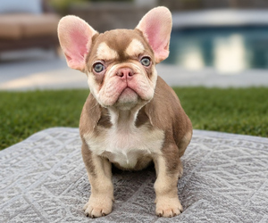 French Bulldog Puppy for sale in KANSAS CITY, KS, USA