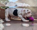 Small Photo #2 American Bulldog Puppy For Sale in SANTA ANA, CA, USA