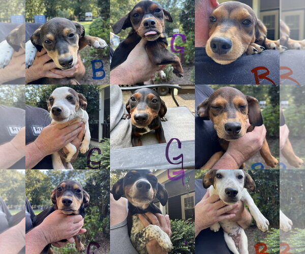 Medium Photo #1 Mutt Puppy For Sale in Jackson Township, NJ, USA
