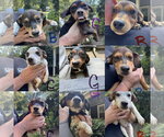 Autumn litter - Female Mutt Dog for Adoption - Small photo