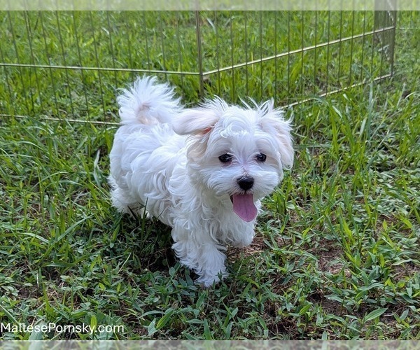 Medium Photo #8 Maltese Puppy For Sale in OCALA, FL, USA