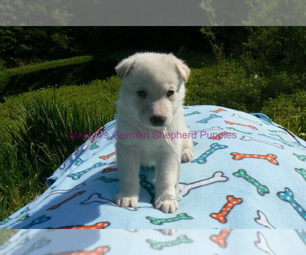 Medium Photo #5 German Shepherd Dog Puppy For Sale in PIEDMONT, MO, USA
