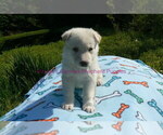 Small #4 German Shepherd Dog