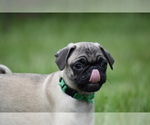 Image preview for Ad Listing. Nickname: Toffee Crunch