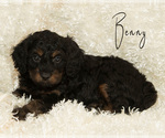 Puppy 4 Golden Cavadoodle