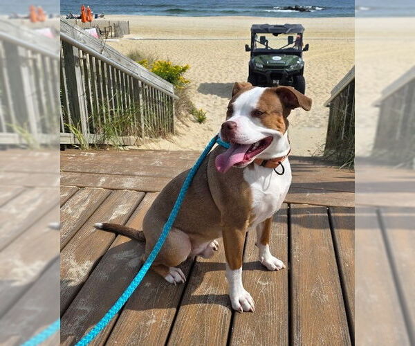 Medium Photo #4 Mutt Puppy For Sale in Chester, NJ, USA