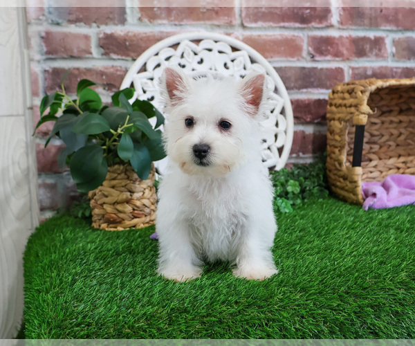 Medium Photo #12 West Highland White Terrier Puppy For Sale in SYRACUSE, IN, USA